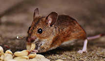 24 Hour & Emergency Exterminators in Ossipee, NC